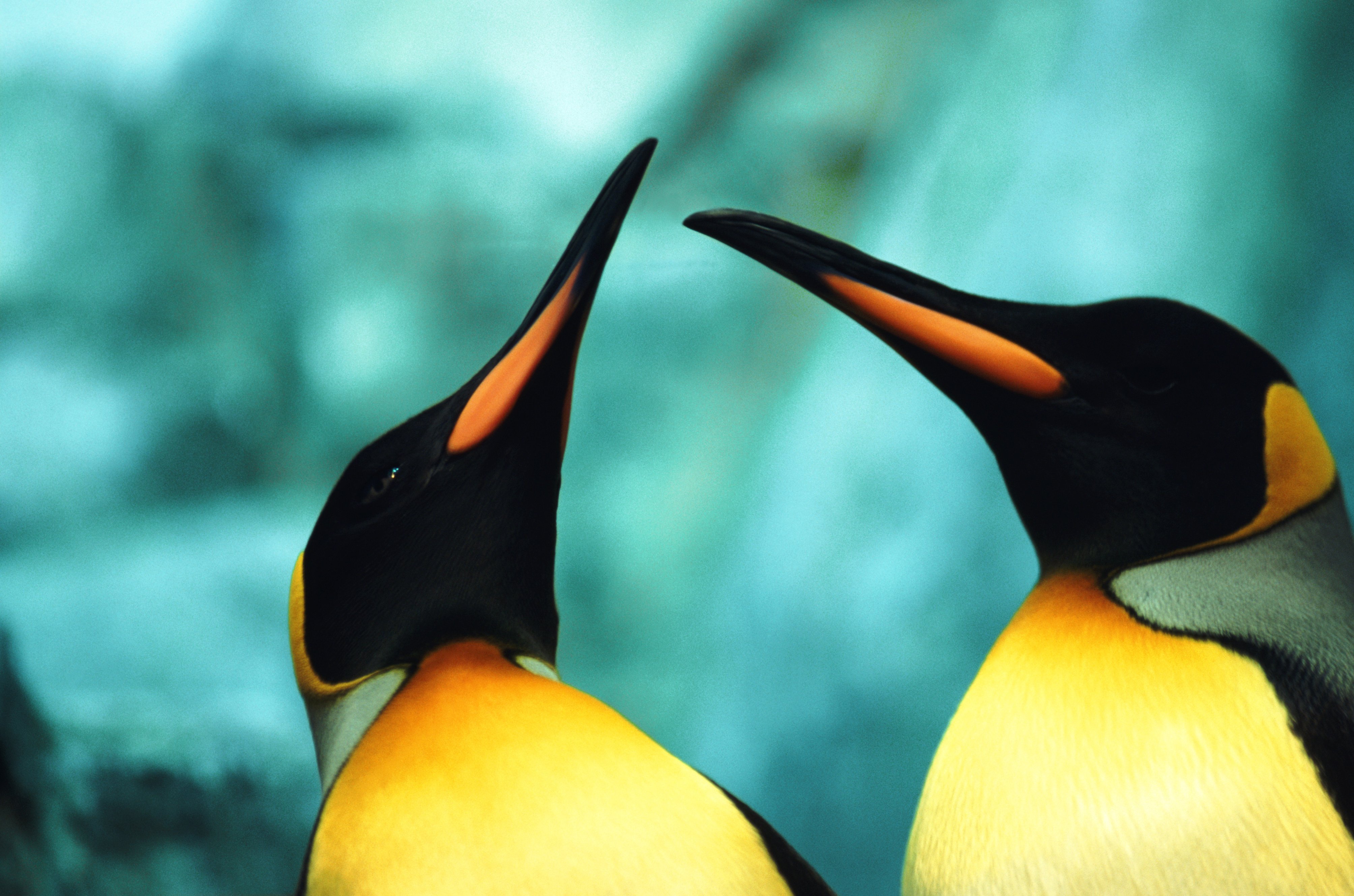 Kontakty PINGU SPORT esk Oble en Pro Tv j Sport